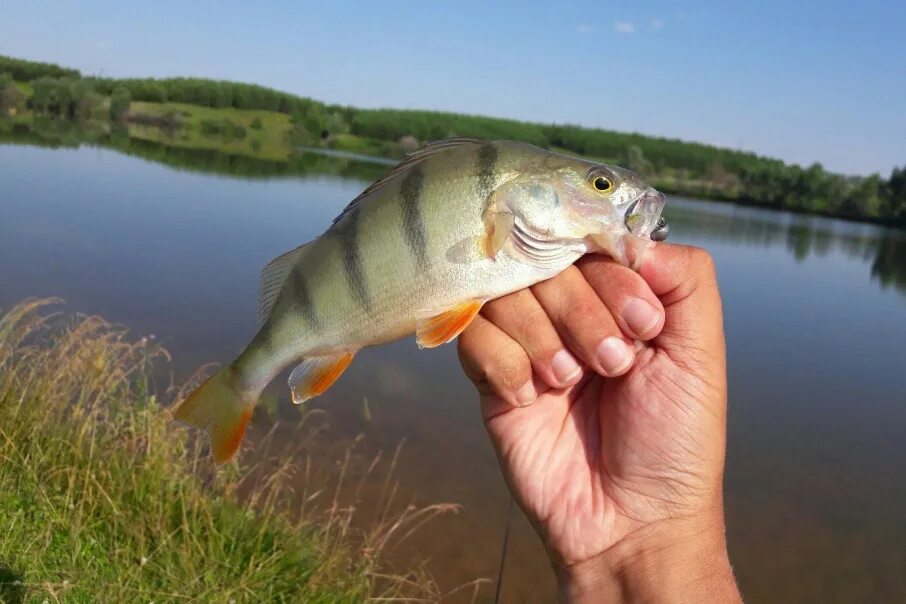 Рыбы реки белой. Речные рыбы башкирии. Рыбы рек башкирии. Рыбы рек башкирии. Форель каспийская.