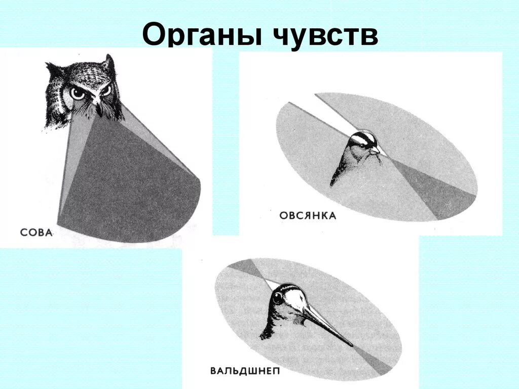 Органы чувств животных таблица. Органы чувств птиц таблица. Особенности органов чувств у птиц. Особенности строения органов чувств у птиц. Органы чувств развиты у птиц.