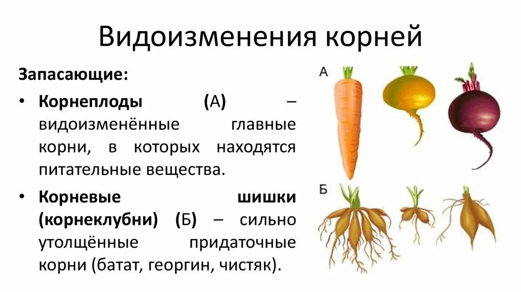 Видоизмененный корень корневые шишки. Что относится к видоизмененным корням биология 6