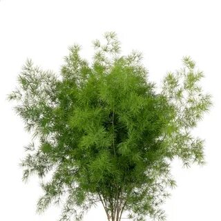 Букетная елочка для ботаника 9 букв