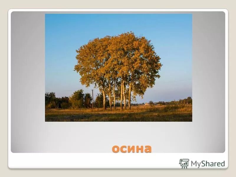 Стих про осину для детей. Тополь описание для детей. Сколько лет осине дереву. Осина дерево. Загадка про осину для детей.