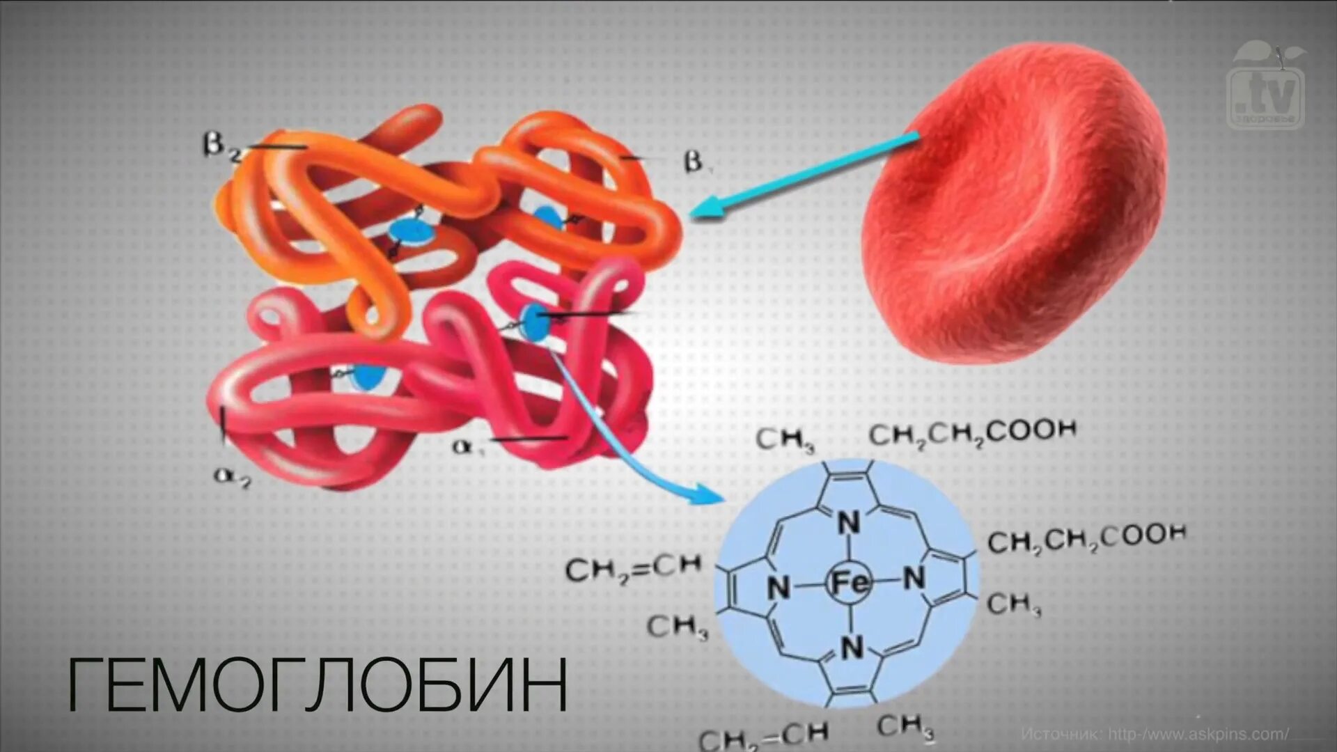 Гемоглобин. Молекула гемоглобина. Гемоглобин и хлорофилл структура. Первичная структура гемоглобина. Гемоглобин образуется в результате
