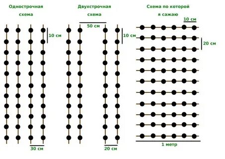 Расстояние между луком севком