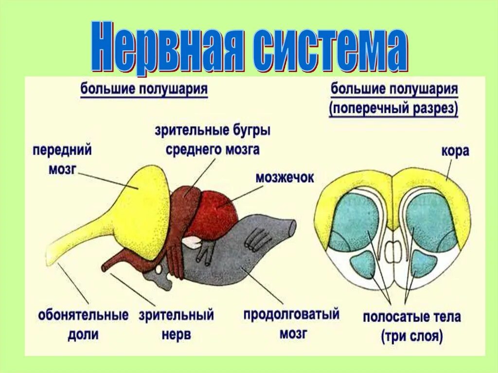 Строение нервной системы рептилий. Строение головного мозга рептилий. Нервная система пресмыкающихся 7. Схема строения нервной системы пресмыкающихся.