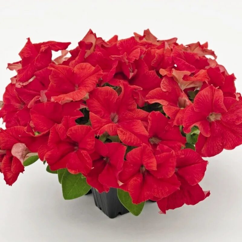 Коралловая пенка
