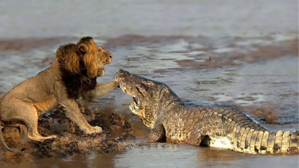 Тигр лев крокодил. Нильский крокодил и Лев. Нильский крокодил против Льва. Нильский крокодил против.