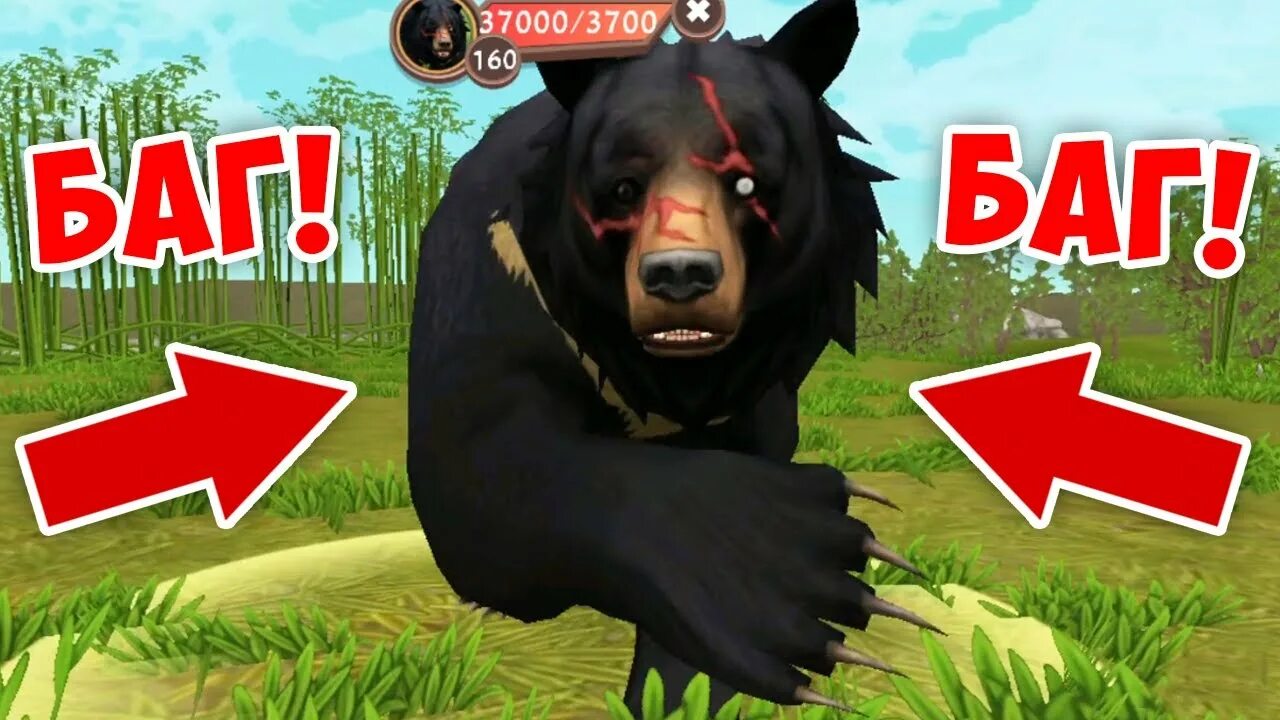 Баг в вилд. Вилд крафт баг на гималайского медведя. Вайлд крафт прокачка медведя. Вилд крафт азиатский чëрный медведь. Как выглядят босс Гималайский медведь из игры WILDCRAFT.