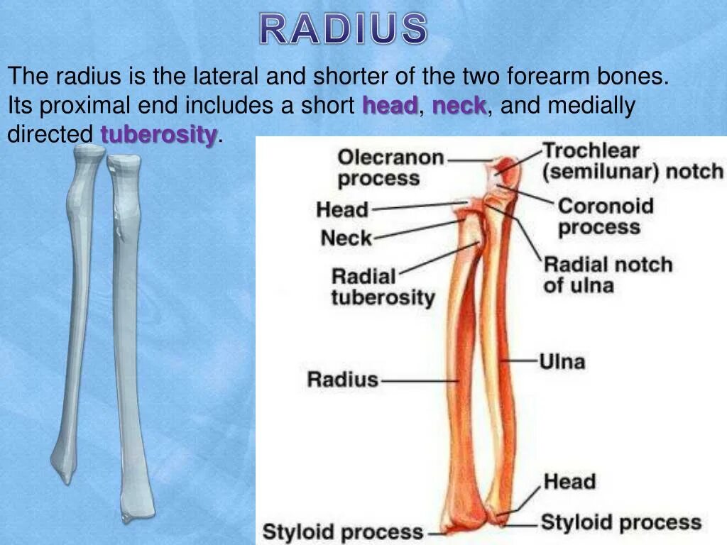 Openscad проекты. Tuberositas ulnae анатомия. Radius перевод. Fovea articularis superior. Локтевая и лучевая кость анатомия строение.