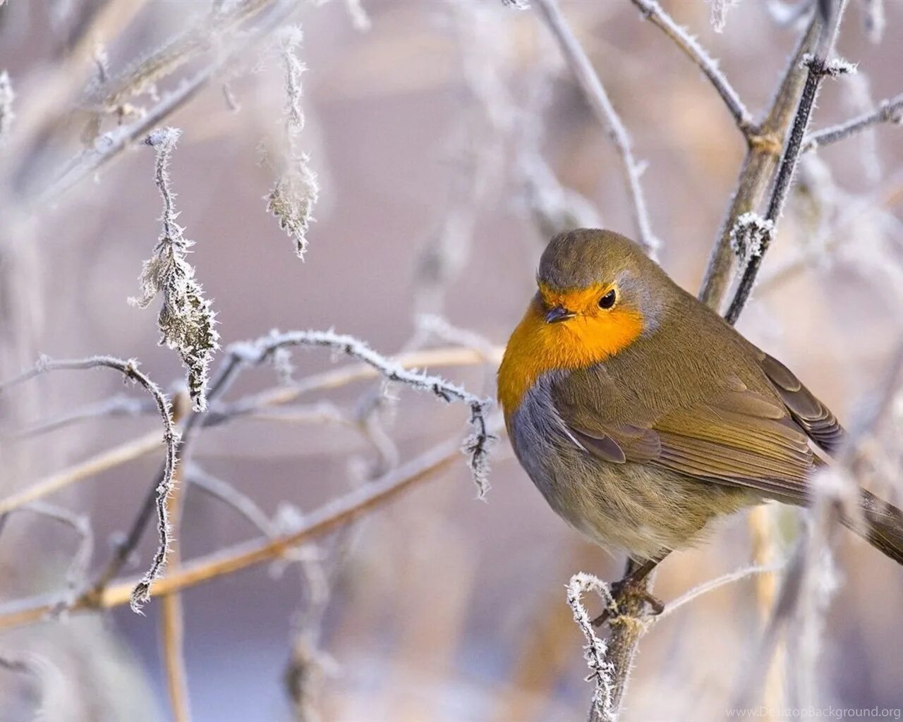 Cold bird