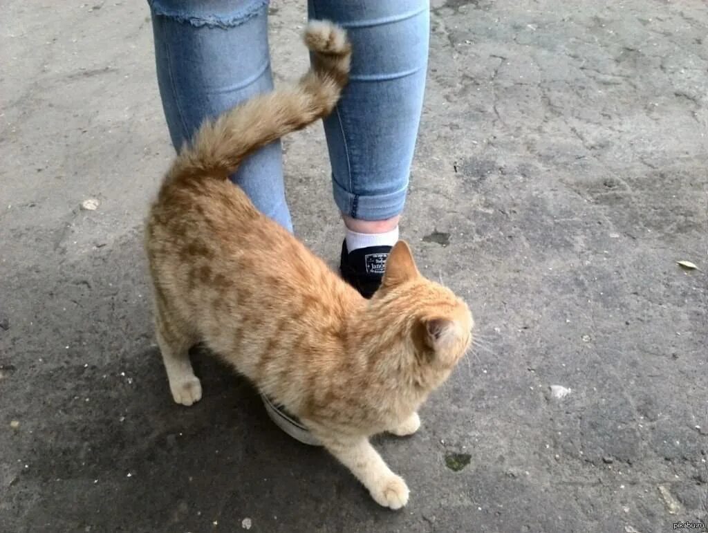 Почему коты трутся об ноги. Ноги кота. кошка трется. кот путается под ногами. кот ластится к ногам.