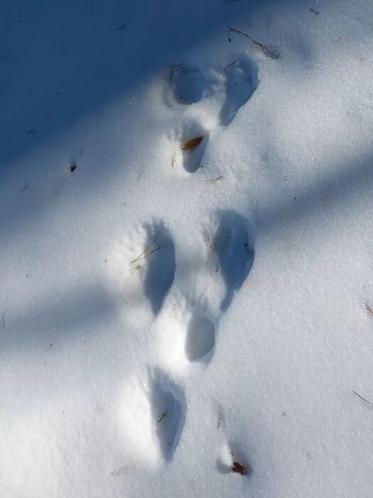 Заячьи и лисьи следы на снегу. Следы на снегу. Следы лисицы на снегу. Следы лисы. Следы лисы на снегу.