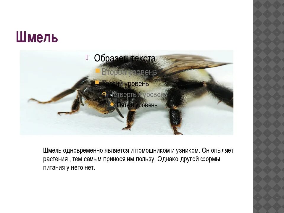 Рассказ про шмеля 2 класс окружающий мир. Рассказ о Шмеле. Интересные факты о шмелях. Шмель доклад для 2 класса. Сообщение о шмелях 2 класс окружающий мир