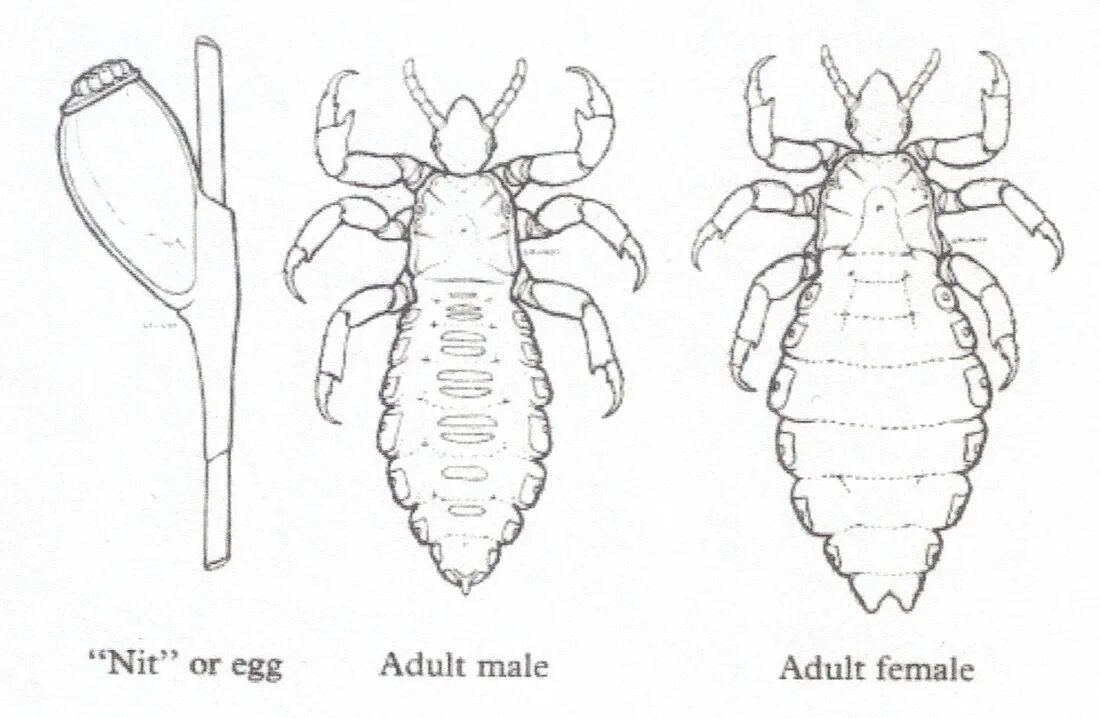 Вша самка. Платяная вошь самец. Платяная вошь строение. Платяная вошь pediculus humanus. Имаго вошь головная.