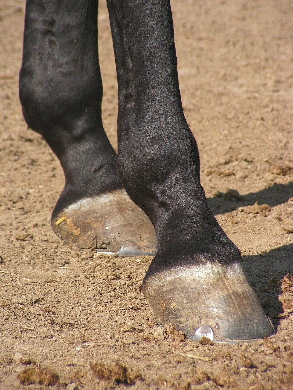 Ноги лошади. Конская нога. Копытный рог