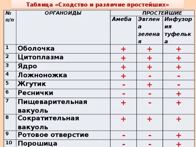 Общее количество простейших. Сходство и различие строения простейших таблица 7 класс. Строение простейших 7 класс биология таблица. Сходство и различие строения простейших таблица 7 класс амеба. Строение простейших таблица 7 класс.