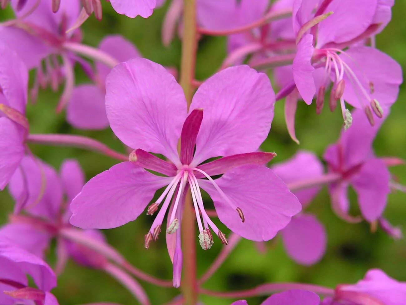 Кипрей четырехгранный фото. Epilobium dodonaei. Растения рода кипрейные. Растение кипрей узколистный. Цветок семейства кипрейных 6 букв.