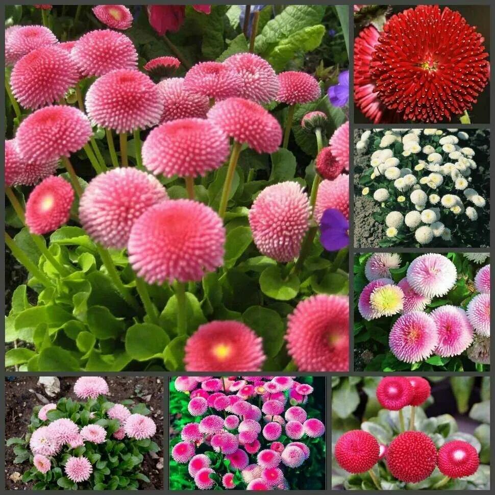 обриета лихтилини. колокольчик кампанула семена. брахикома и беролистная. обриета (аубреция). какие многолетние цветы вырастить из семян.