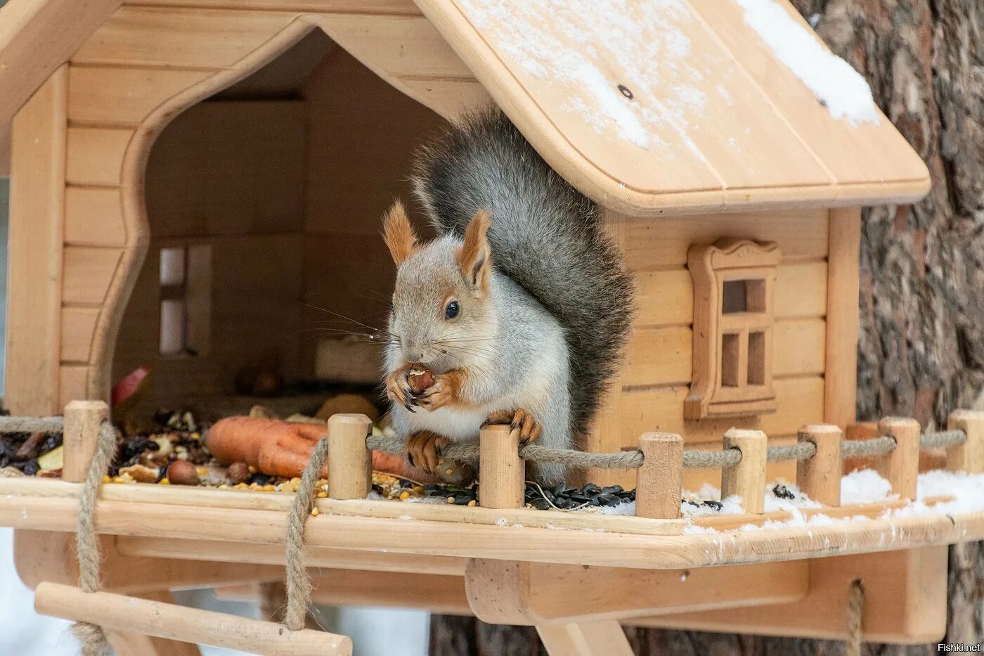 домик для белок. домик белочки дупло. орехи у белки в кормушке. домик для белок. домики для белок в лесу.