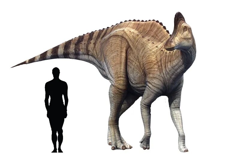 Коритозавр. Corythosaurus casuarius. коритозавр динозавр. паразауролоф и коритозавр.