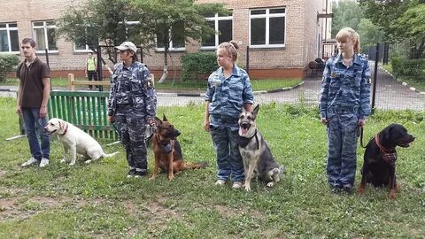Колледж на кинолога