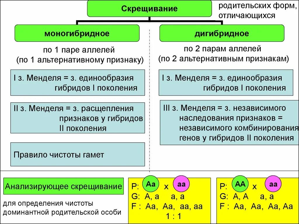 Отличия дигибридного скрещивания от моногибридного