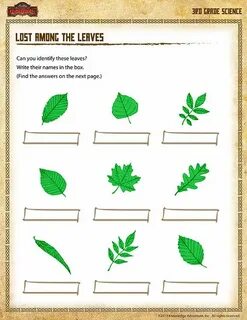 Leaves worksheets