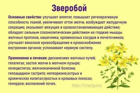 Зверобой противопоказания для женщин