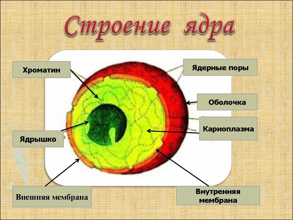 Как называется отверстие в оболочке ядра клетки. Строение растительной клетки ядерная мембрана кариоплазма. Строение ядра растительной клетки рисунок. Ядро ядерная мембрана кариоплазма ядрышки. Строение ядра эукариотической клетки.