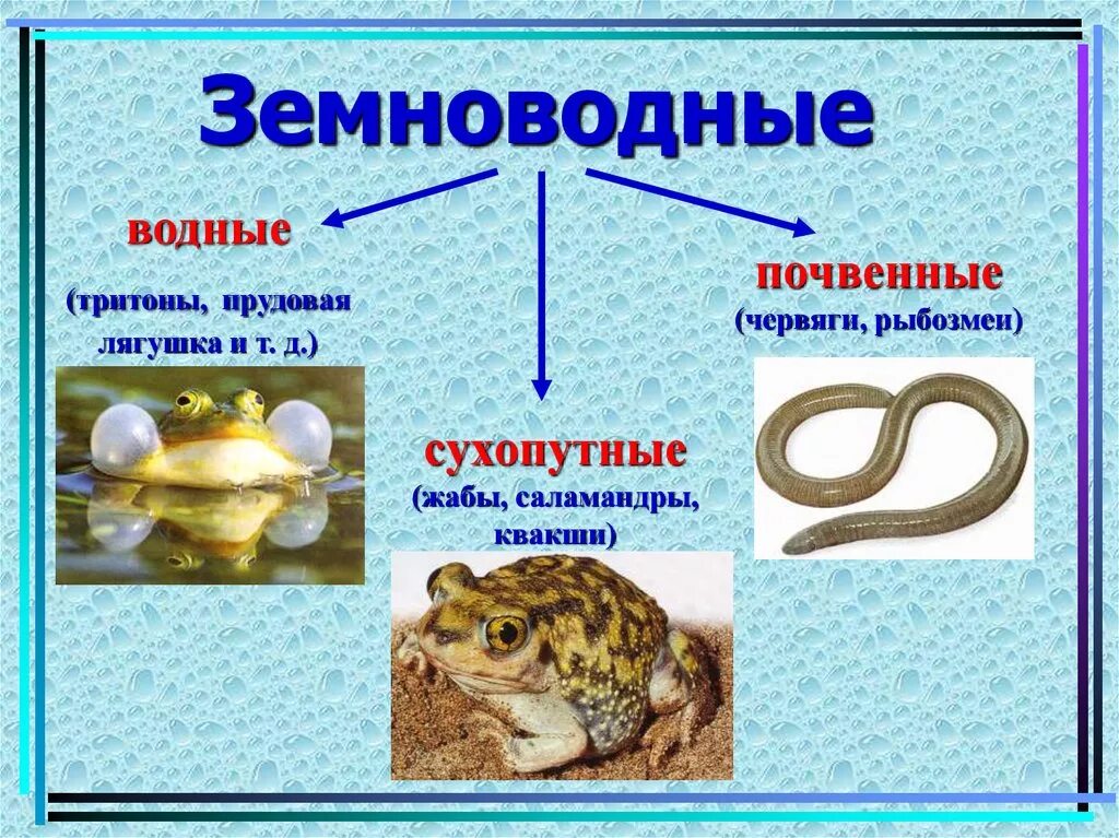 Класс земноводные. Земноводные представители. Земноводный представитель. Земноводные амфибии представители.