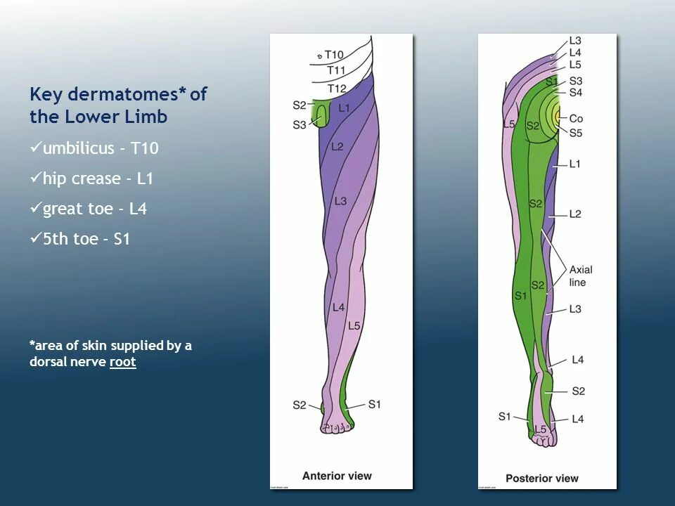 Dermatomes of lower Limb. Чувствительность дерматом l4-5. Дерматом ноги. Порядок следования lower Limb. Lower regions