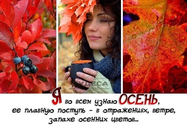 Люблю осень перевод. Мне нравится осень потому что. Красивые высказывания про осень. Почему мне нравится осень. Осень цитаты красивые.