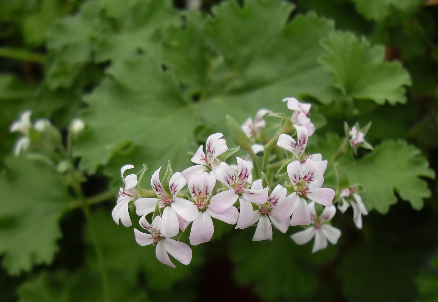 Пеларгония fragrans variegatum. Пеларгония душистая Ardwick Cinnamon. P. fragrans variegatum пеларгония. Olga Shipston пеларгония. Российские герани