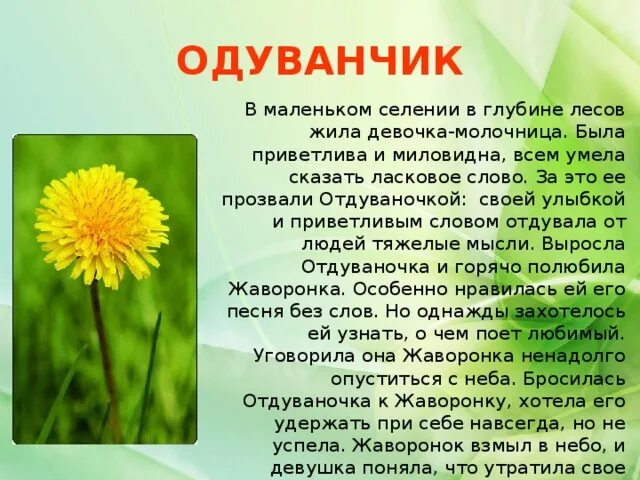 Легенда про одуванчик для детей. Рассказать о одуванчике. Рассказ про одуванчик. Стих про одуванчик. Одуванчик произведение 2 класс