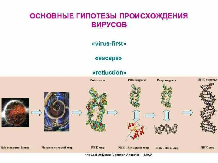 Гипотезы происхождения вирусов. Эволюционное происхождение вирусов гипотезы. Вирусы Эволюция происхождение. Теории происхождения вирусов кратко.