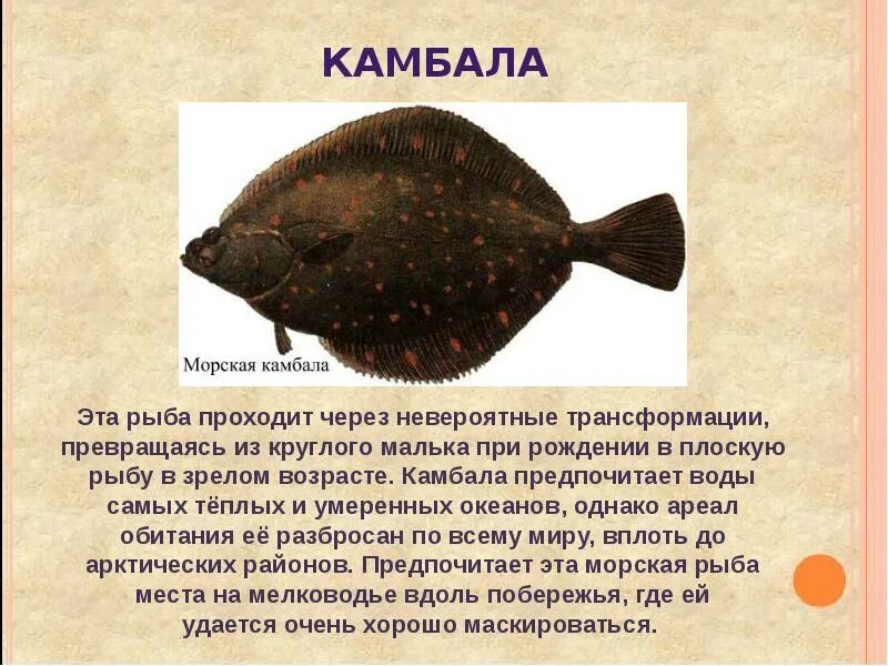 Биологическое значение приспособлений камбалы морской