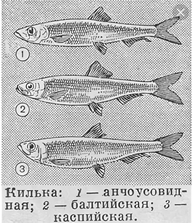 Чем отличается хамса от хамсы. Хамса килька тюлька мойва салака. Килька тюлька Хамса. Обыкновенная Каспийская тюлька. Разновидность кильки.