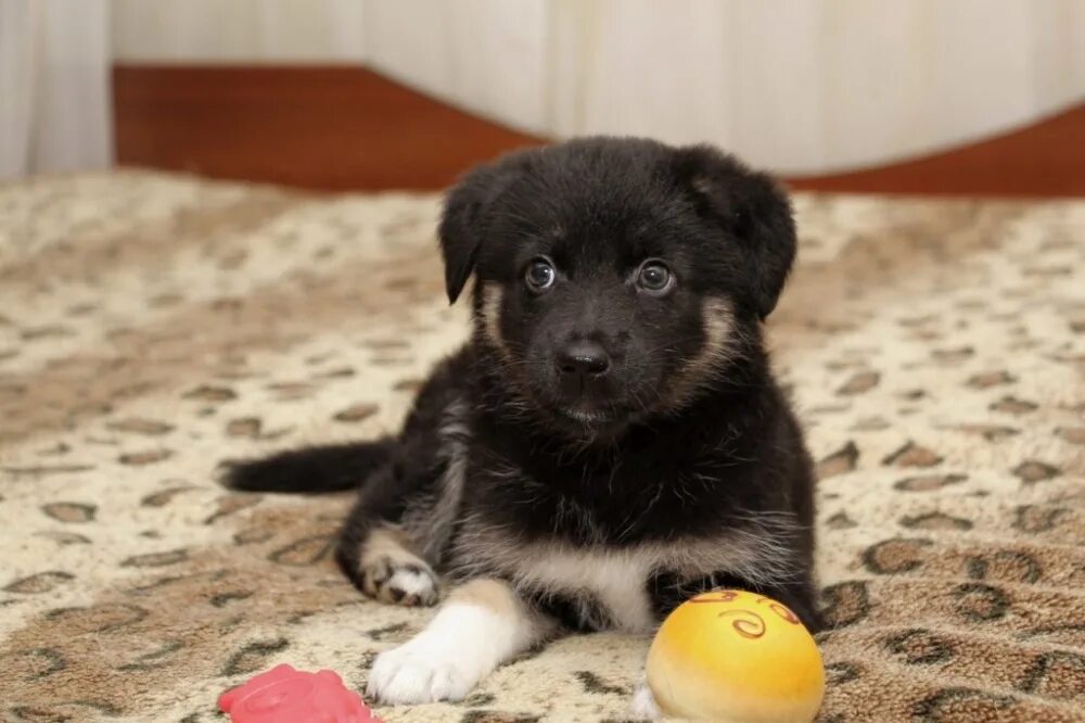 маленькая овчарка собака дворняжка. карликовый двортерьер. красивые собаки для квартиры. собаки дворняги маленькие. щенок в доме.