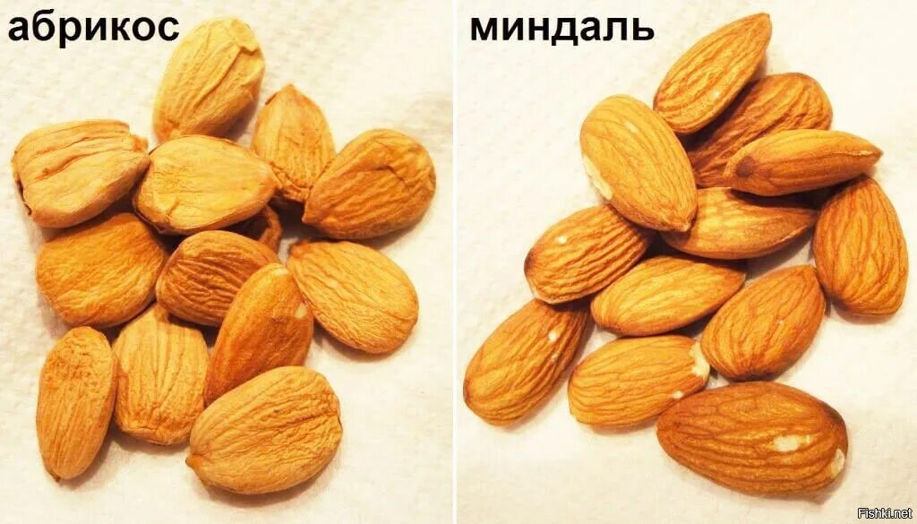 Ядро абрикосовой косточки и миндаль отличия. Миндаль и абрикосовая косточка. Косточка абрикоса это миндаль. Абрикосовые косточки и миндаль разница. Абрикосовые косточки и миндаль разница.