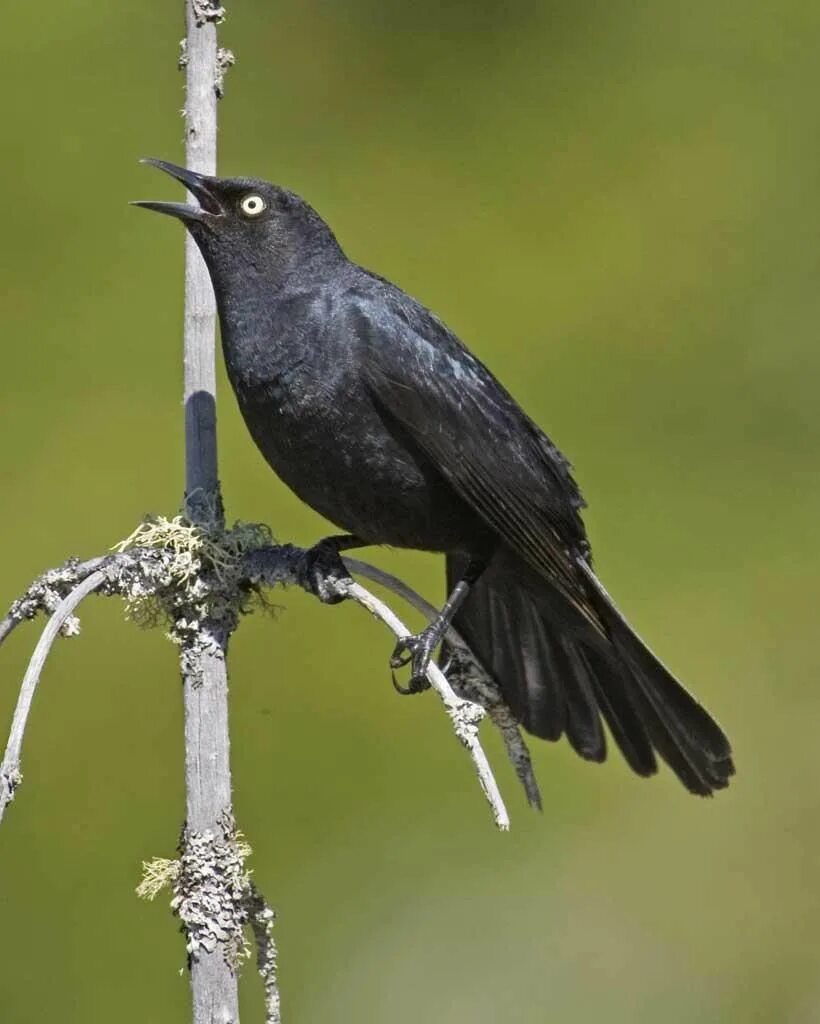 Виды темных птиц. Блэк Бирд. Blackbird Blackbird. Маленькая черная птичка. Черная птица с черным клювом.