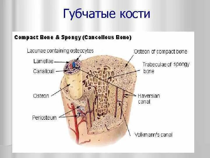 Строение губчатой кости человека. Губчатая кость строение. Схема губчатой кости кости. Губчатый.