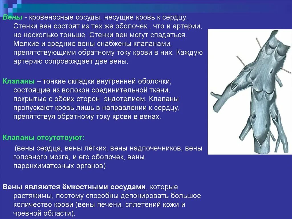 Могут спадаться вены или артерии. Кровеносные сосуды несущие кровь к сердцу это.