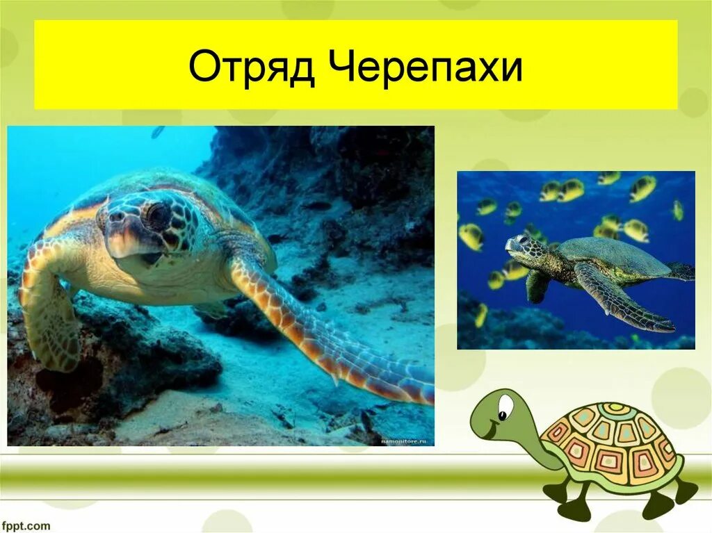 Отряд крокодилы отряд черепахи. Пресмыкающиеся отряд черепахи. пресмыкающиеся 7 класс биология отряд черепахи. отряд черепахи биология 7 класс. класс пресмыкающиеся отряд черепахи.