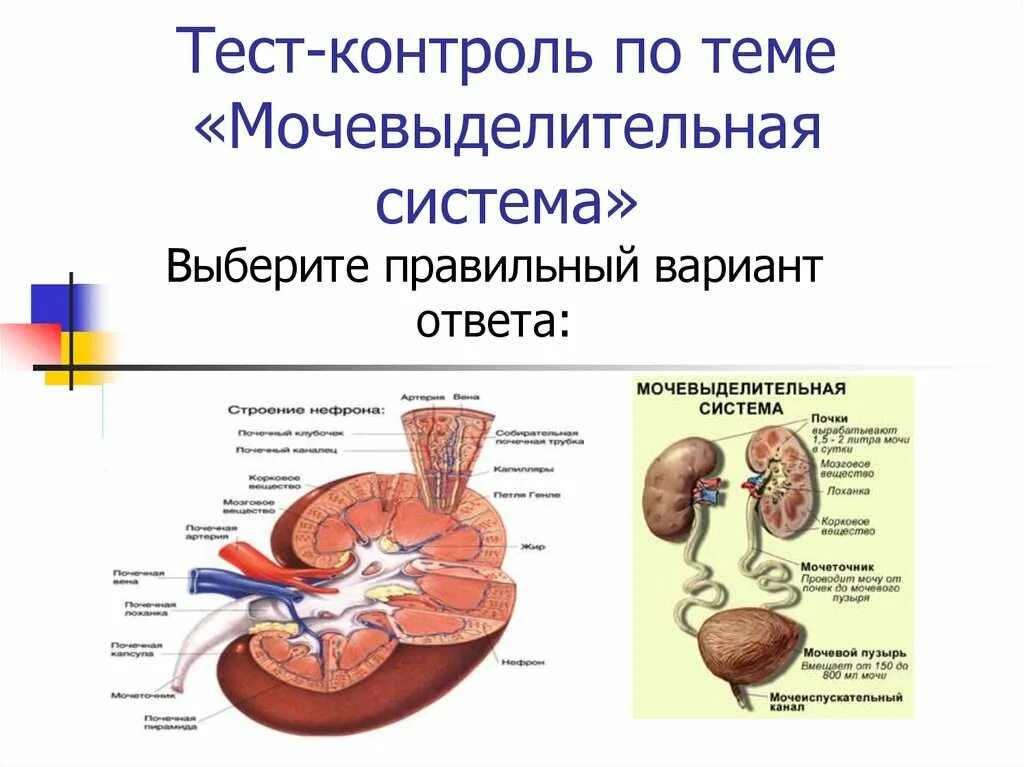 Мочевыделительная система и кожа 8 класс тест