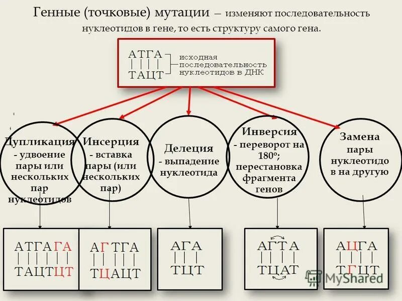 Мутация выпадение нуклеотида. Генные мутации схема. Изменение последовательности нуклеотидов в молекуле днк. Происходит изменения последовательности нуклеотидов. Генные или точковые мутации.