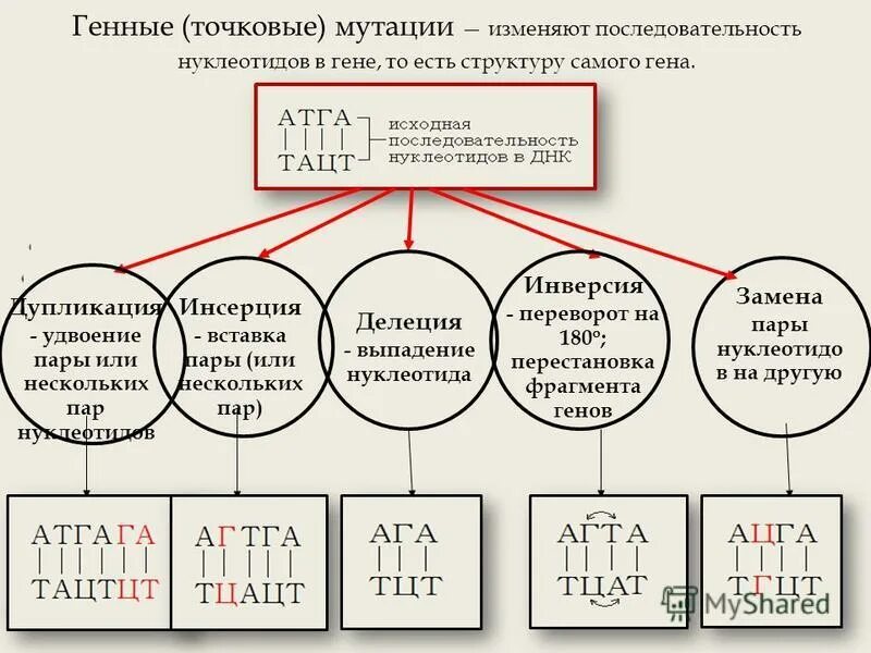 Замена нуклеотида в гене признак. Генные мутации схема. Мутации с изменением последовательности нуклеотидов:. Типы точковых генных мутаций. Точковая мутация пример.