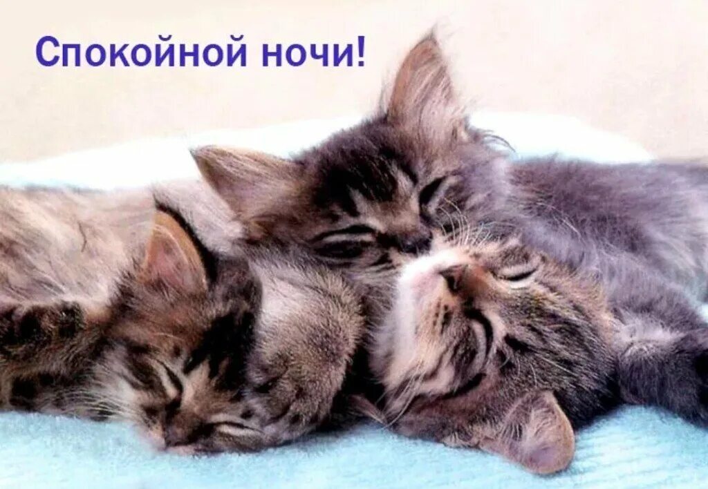 Картинки спокойной ночи с кошкой. Котенок. Спокойной ночи!. Сладких снов котенок. Доброй ночи с котятами. Спокойной ночи котики.