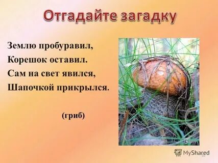 2 загадки о живой и неживой природе