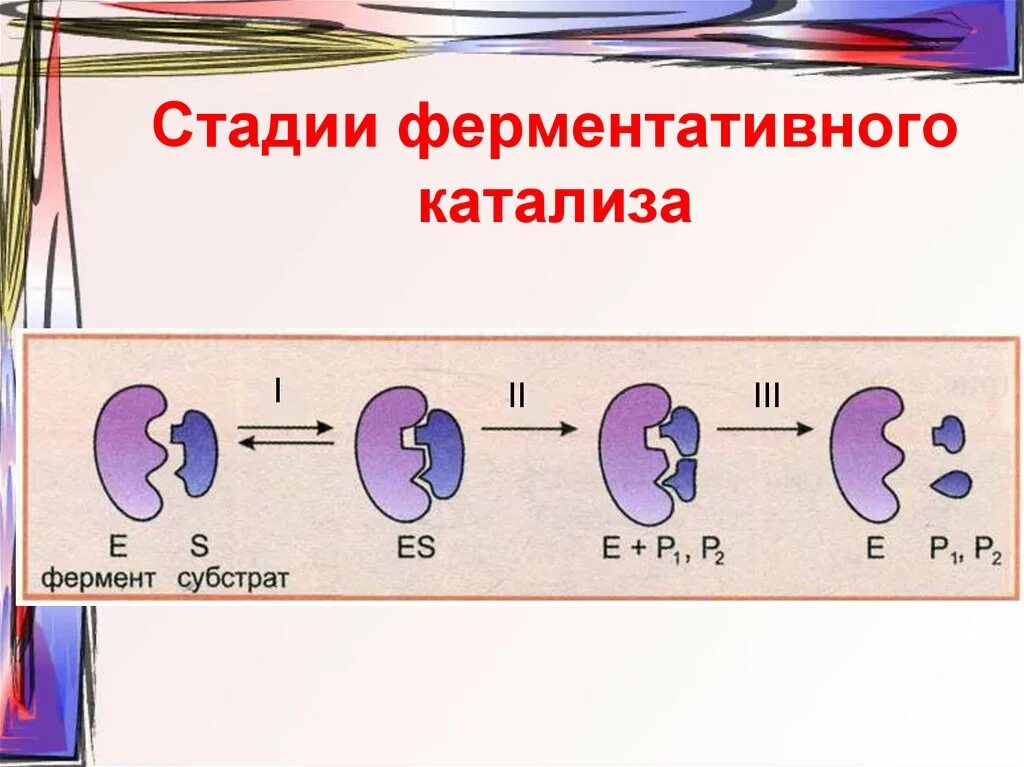 Катализ ферментов. Ферментативный катализ. Стадии ферментативного катализа. Механизм ферментативного катализа. Схема ферментативного катализа.