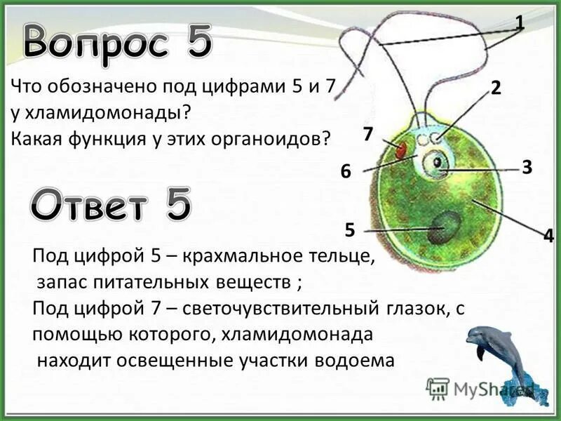 Схема строения клетки chlamydomonas. Клетки одноклеточных животных. Органоиды движения одноклеточных. Строение одноклеточных организмов. Функция клетки у одноклеточных.