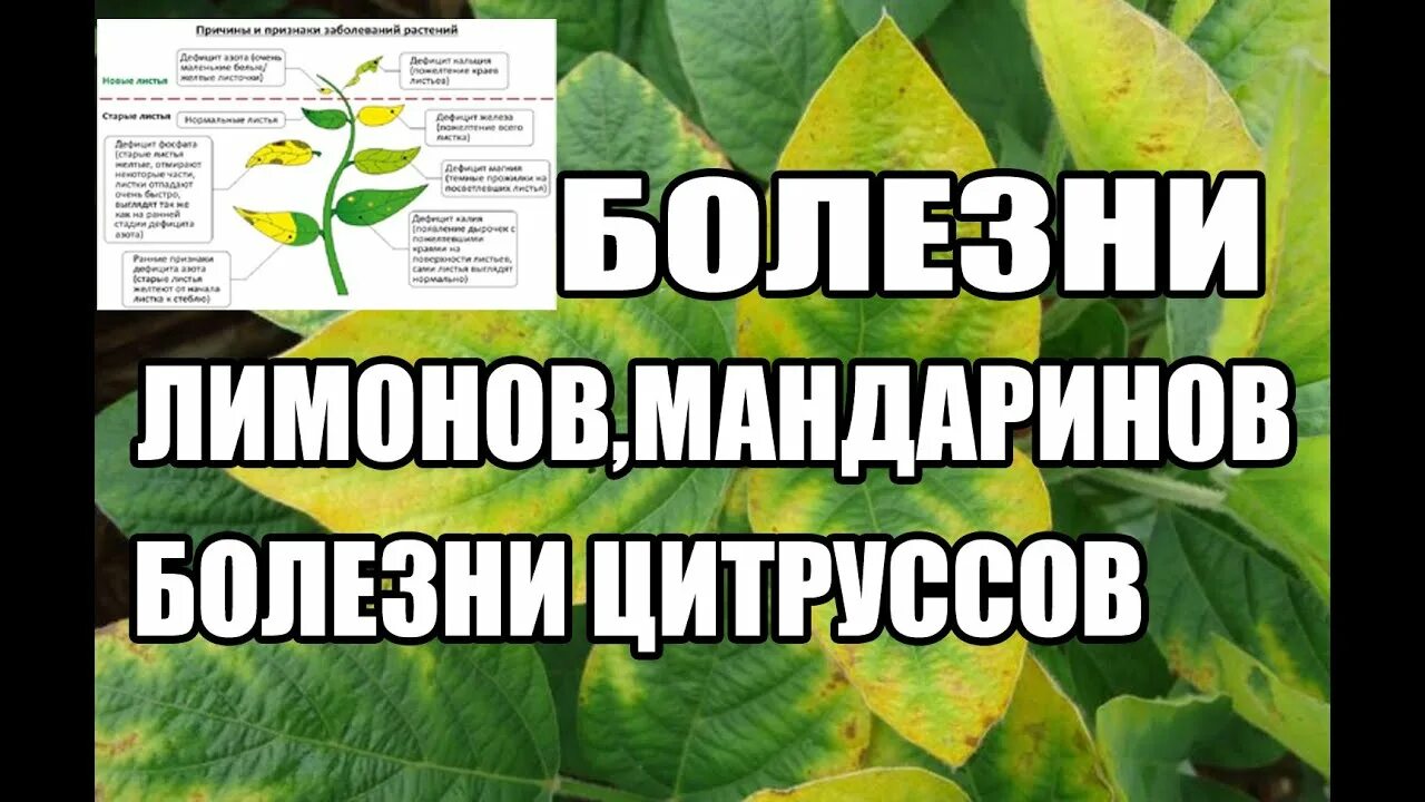 Болезни лимона комнатного липкие листья